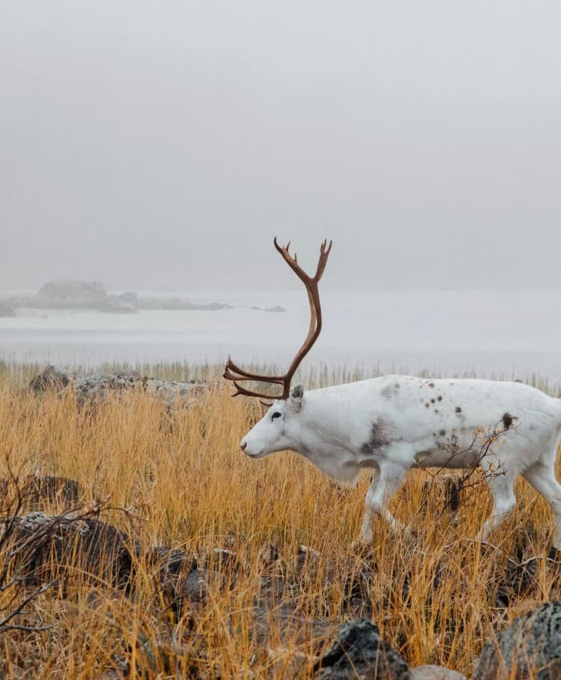 White reindeer in Lapland